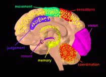 Image of a cross section of the brain with marked areas that are affected by THC.