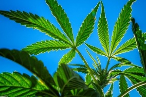 Outdoor marijuana plant and sky
